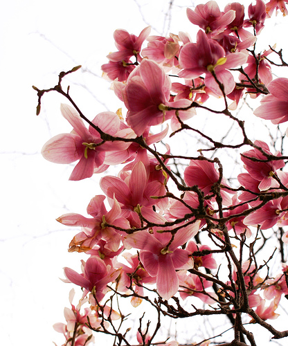 A chinese lion statue